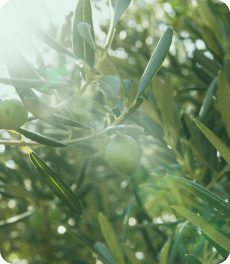 [object Object] Görseli