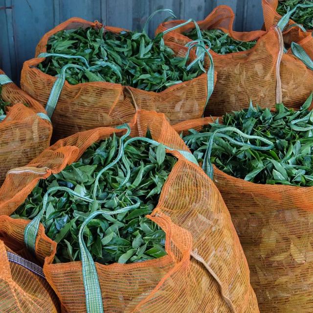 [object Object] Görseli