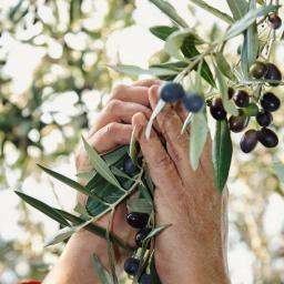 [object Object] Görseli